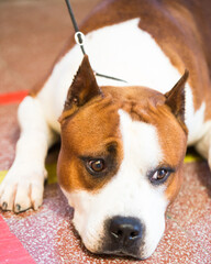 brown thoroughbred American Pit Bull Terrier dog