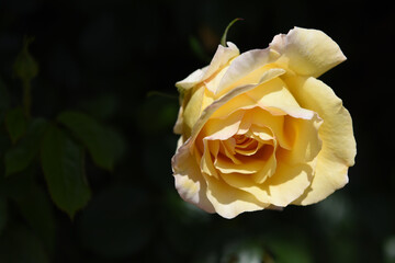 rosa gialla giardinaggio giardino 