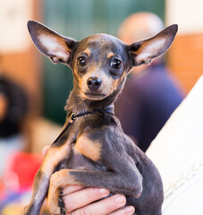 thoroughbred beautiful English Toy Terrier dog