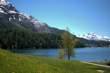 Fototapeta na wymiar Sankt Moritz in der Schweiz am Seeufer 27.5.2020