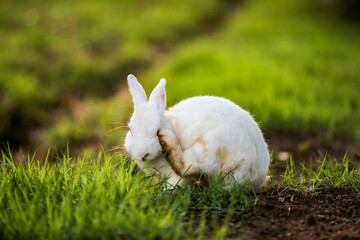 white rabbit in grass