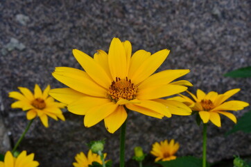 Oxe eye (Heliopsis scabra) grows in summer garden. Heliopsis scabra yellow flower