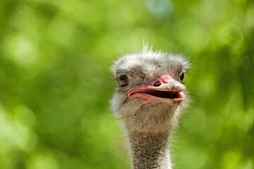 Ostrich Head Close-Up