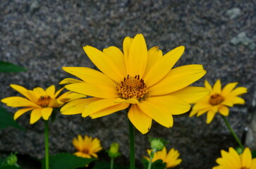 Oxe eye (Heliopsis scabra) grows in summer garden. Heliopsis scabra yellow flower
