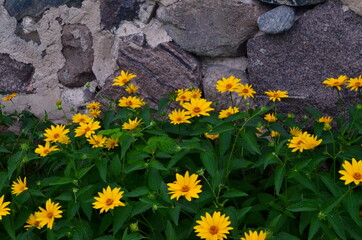 Yellow vivid flowers of heliopsis grow in summer on a stone wall