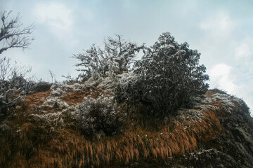 snow covered branches
