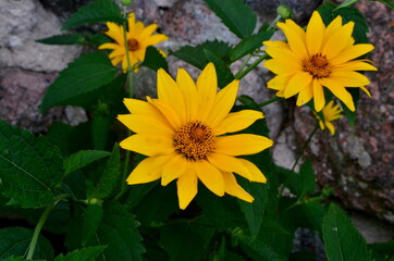 Oxe eye (Heliopsis scabra) grows in summer garden. Heliopsis scabra yellow flower