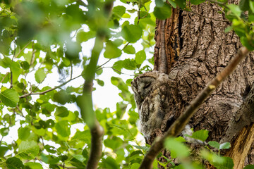 Sleeping tawny owl in the nest hollow