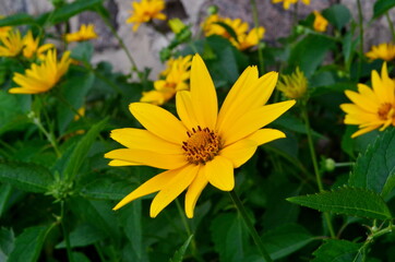 Oxe eye (Heliopsis scabra) grows in summer garden. Heliopsis scabra yellow flower