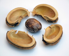 Seed coats and the seed of rubber trees or Hevea brasiliensis on a white background