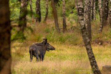 Wild boar on his guards at the veluwe in the Netherlands.