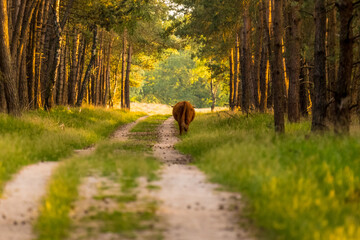 Highland cattle walking on the road in the netherlands.