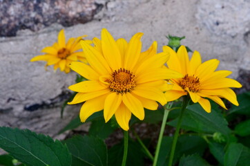 Oxe eye (Heliopsis scabra) grows in summer garden. Heliopsis scabra yellow flower