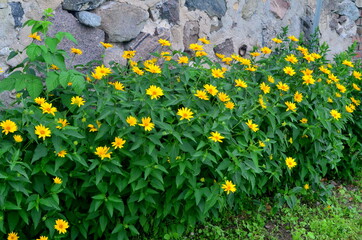 Yellow vivid flowers of heliopsis grow in summer on a stone wall