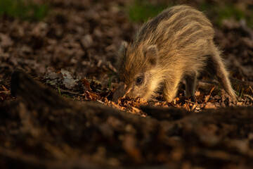 Wild boar (Sus scrofa) piglet on the veluwe. Wild boar looking for food