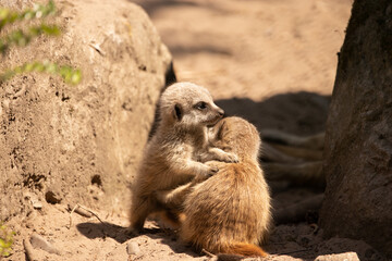 Cute young meerkats (Suricata suricatta) hugging each other