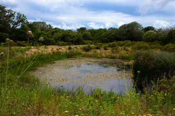 Precoriale pond surrounded by the greenery of Ulcellina Park, Tuscany, Italy. Natural puddle surrounded by oaks and holm oaks under a cloudy sky.