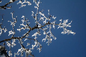 snow covered branches