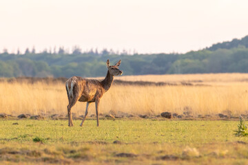 Red deer is standing on a grassfield. Red deer on the veluwe.
