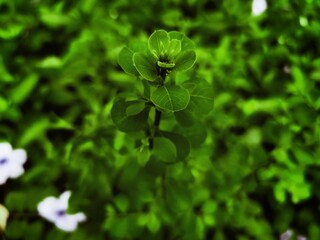 green clover flower