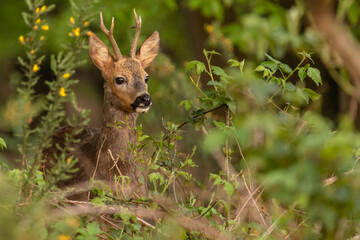 Roe deer (roebuck) watching curious with his ears up. Roe deer in national park Veluwezoom in the...
