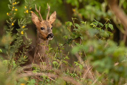 Roe deer (roebuck) watching curious with his ears up. Roe deer in national park Veluwezoom in the netherlands
