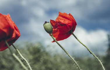 View of poppy flowers that bent over from the wind. Beautiful toning of the photo