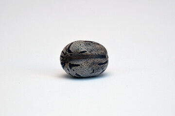 Seed of rubber tree or Hevea brasiliensis on a white background