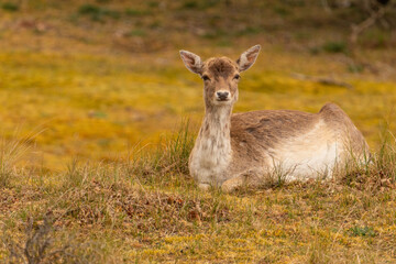 Pregnant fallow deer laying in the grass watching curious.