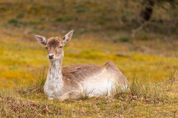 Pregnant fallow deer almost sleeping in the grass.