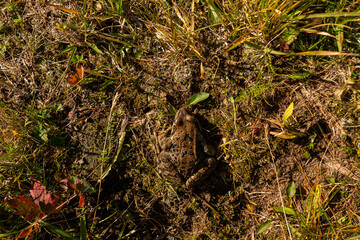 Summer, rays of the sun and a frog merging with the earth. Travel concept.