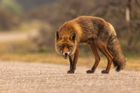 Angry red fox (vulpes vulpes) standing on the road.
