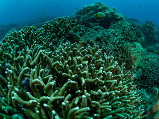 Colorful coral reef, underwater photo, Philippines. - obrazy, fototapety, plakaty