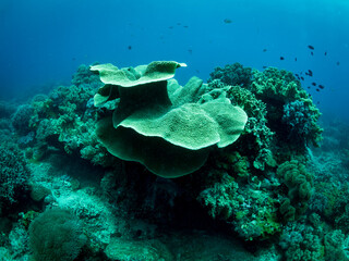 Colorful coral reef, underwater photo, Philippines.