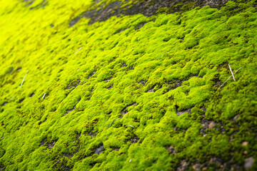 Greenery mossy textured surface with morning lighting environment. Close-up and selective focus at leaf's part on the photo center.