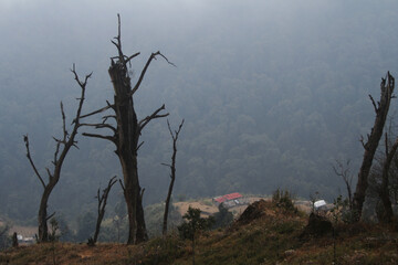 bare tree in the mist