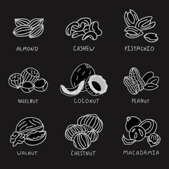Nuts on the chalkboard vector illustration. Almond, peanut, walnut, macadamia, chestnut, cashew, pistachio, hazelnut, coconut.