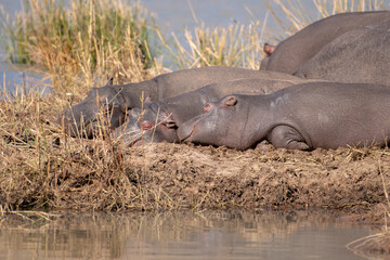 Hippos sleeping next to the water.