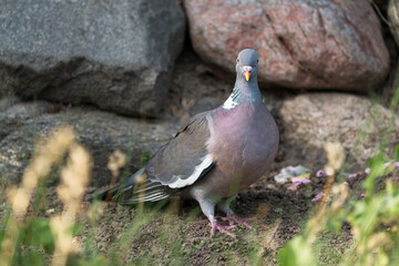 Common european wood pigeon with head turned forwards in front of a stone wall