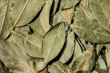Whole dried Bay Laurel leaves used in cooking