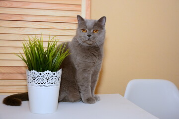 Cute british short-hair cat with copper eyes sitting on the table with green plant in white vase.
