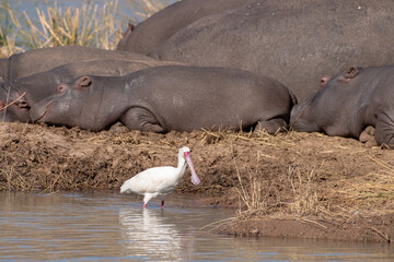 An African Spoonbill wading next to sleeping hippopotomus.