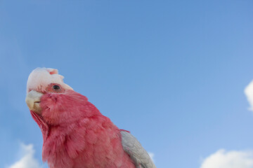 red and white parrot