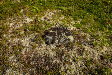 Sprouts, mosses and yellow lichens on a stone. Polar flora. Travel concept.