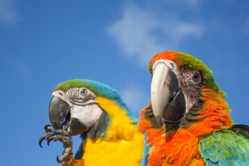 blue and yellow macaw