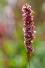 Renouée de l'Himalaya