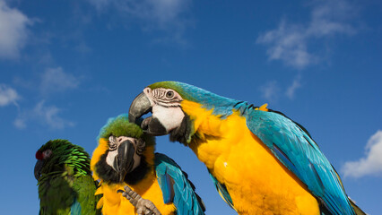 blue and gold macaw