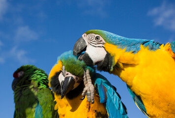 blue and yellow macaw