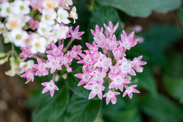 pink and white flowers