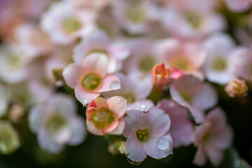 close up of pink and white flower